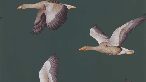 Elysian Geese 216608
